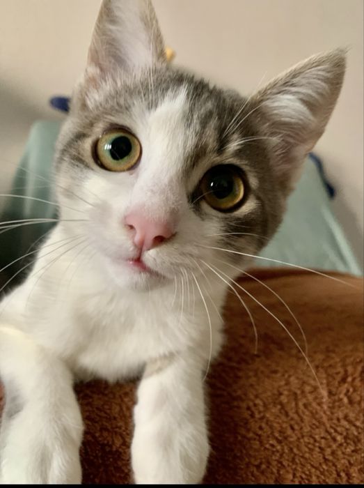 Маленька дівчинка шукає люблячу родину