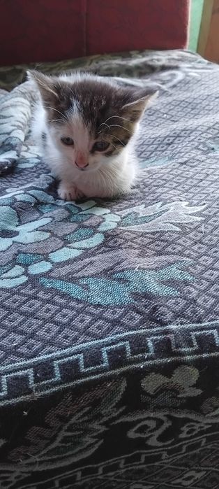 Котенята в добрі руки