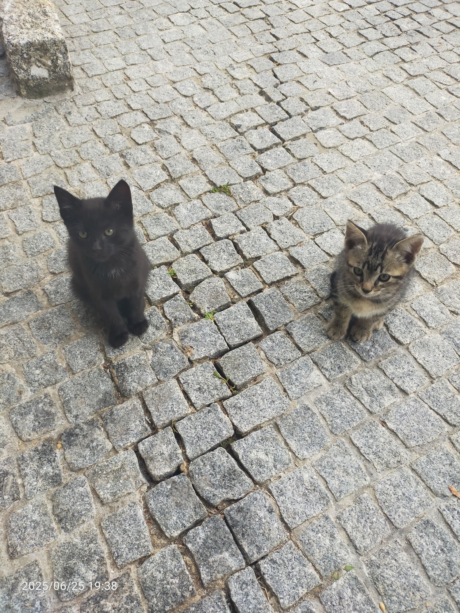 Dois gatinhos para adoção