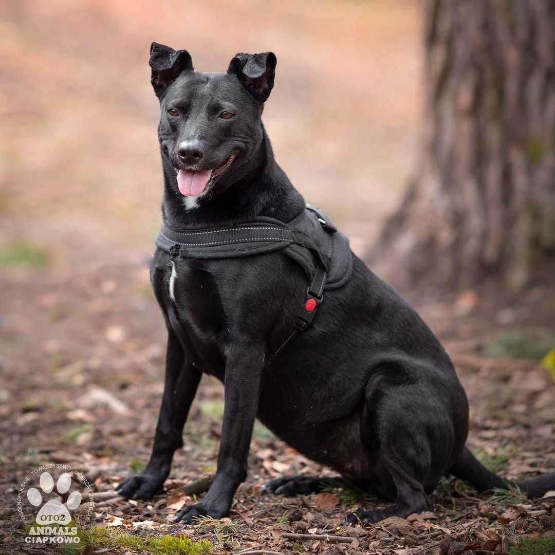 Lexi szuka domu! OTOZ Animals Schronisko Ciapkowo