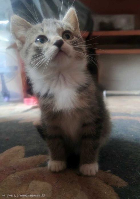 Тигровий хлопчик в добрі руки