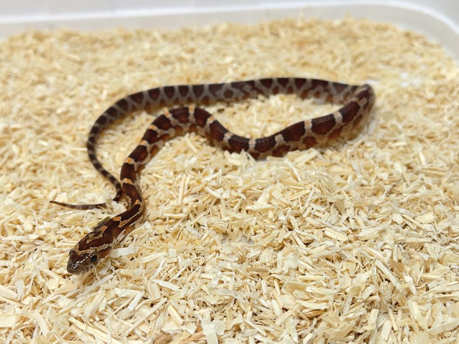 Wąż zbożowy węże zbożowe