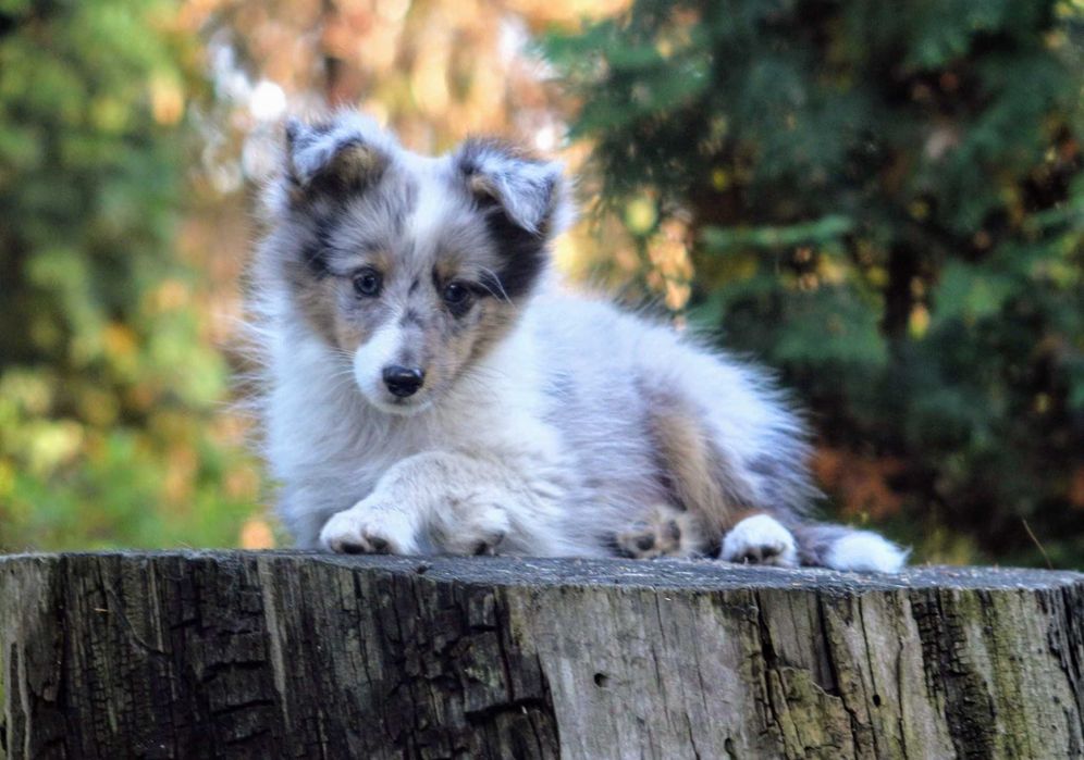 Śliczny piesek blue merle