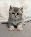 Gatinha British Shorthair Golden Blue
