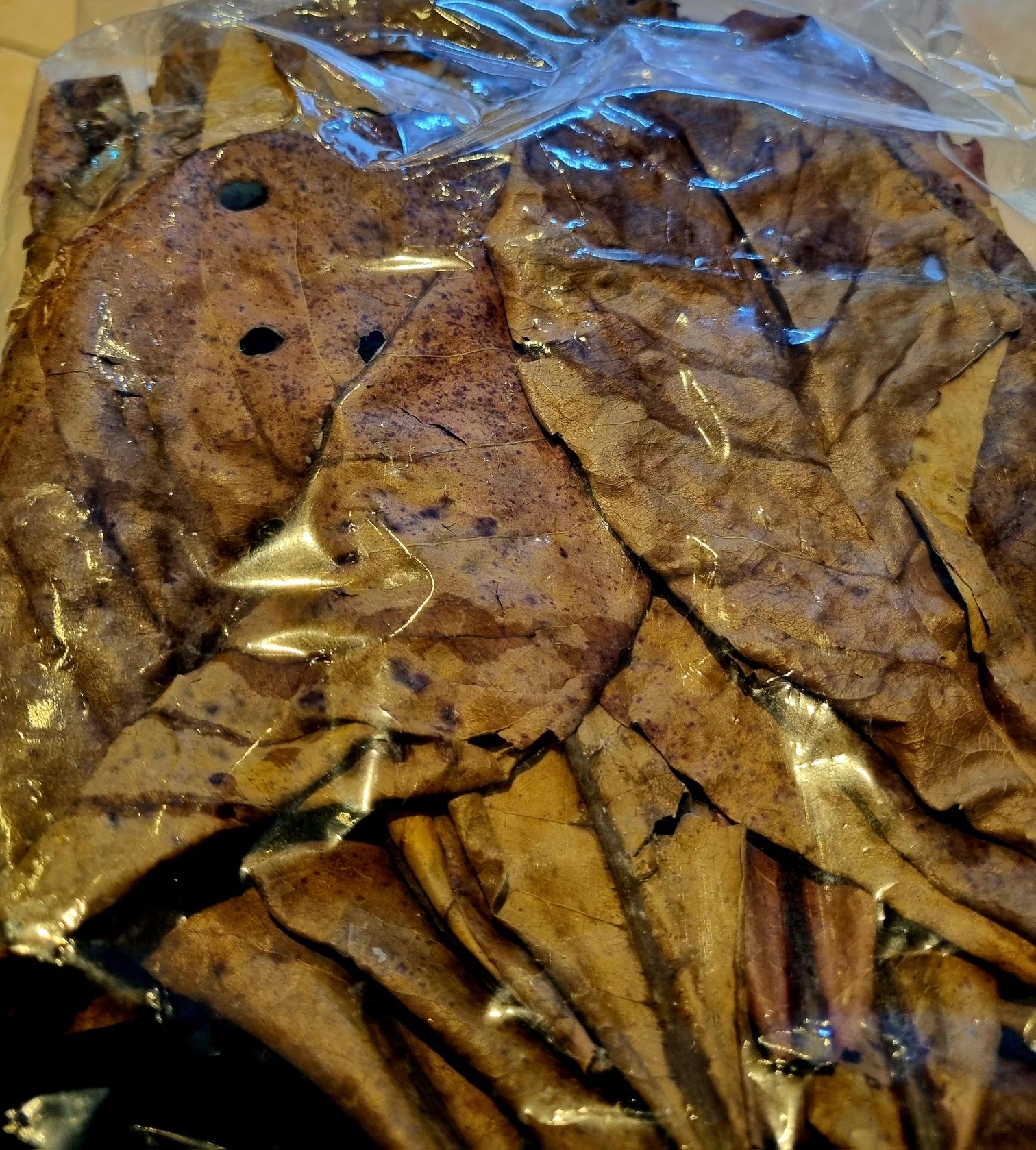 Liść/ liście ketapanku