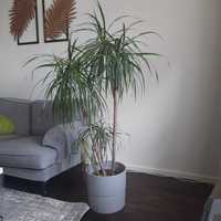 Piękna Roślina domowa - Dracena reflexa 150cm