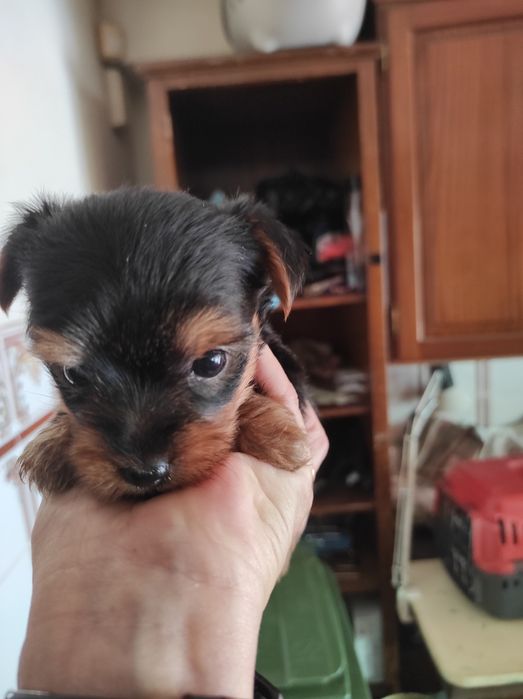 Yorkshire terrier