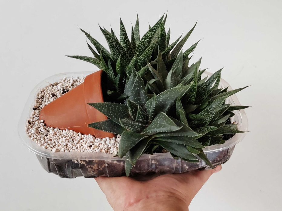 Haworsja sukulenty zestaw sukulentów kompozycja zapraszam!