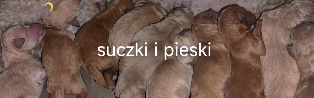 Szczeniaczek Pudla Dużego