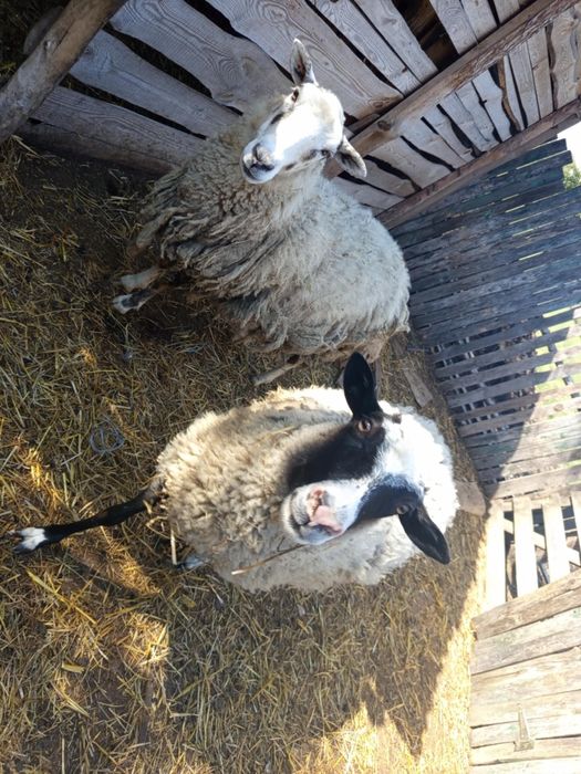 Продам овець та баранів ,також є пару кіз на продаж