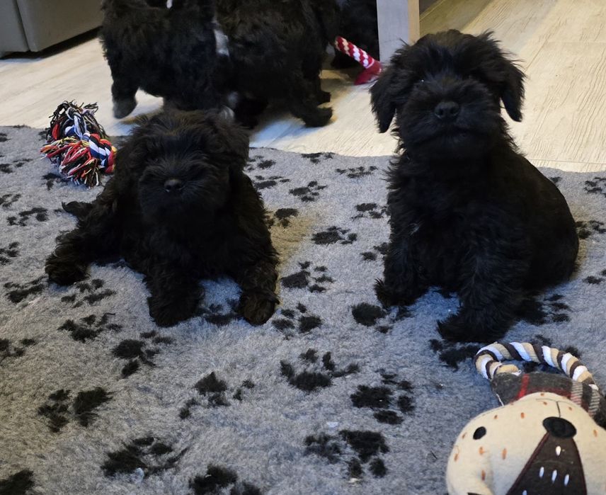 Sznaucer Miniaturowy