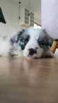 Suczka Border Collie Blue Merle z rodowodem