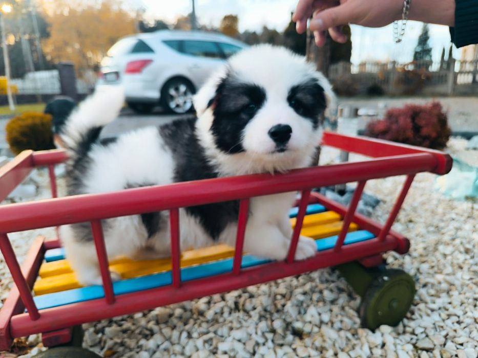 Armani  łajka jakucka FCI rodzice zdrowi metryka chip wyprawka