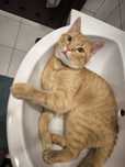 Do adopcji od zaraz kocurek Cynamon