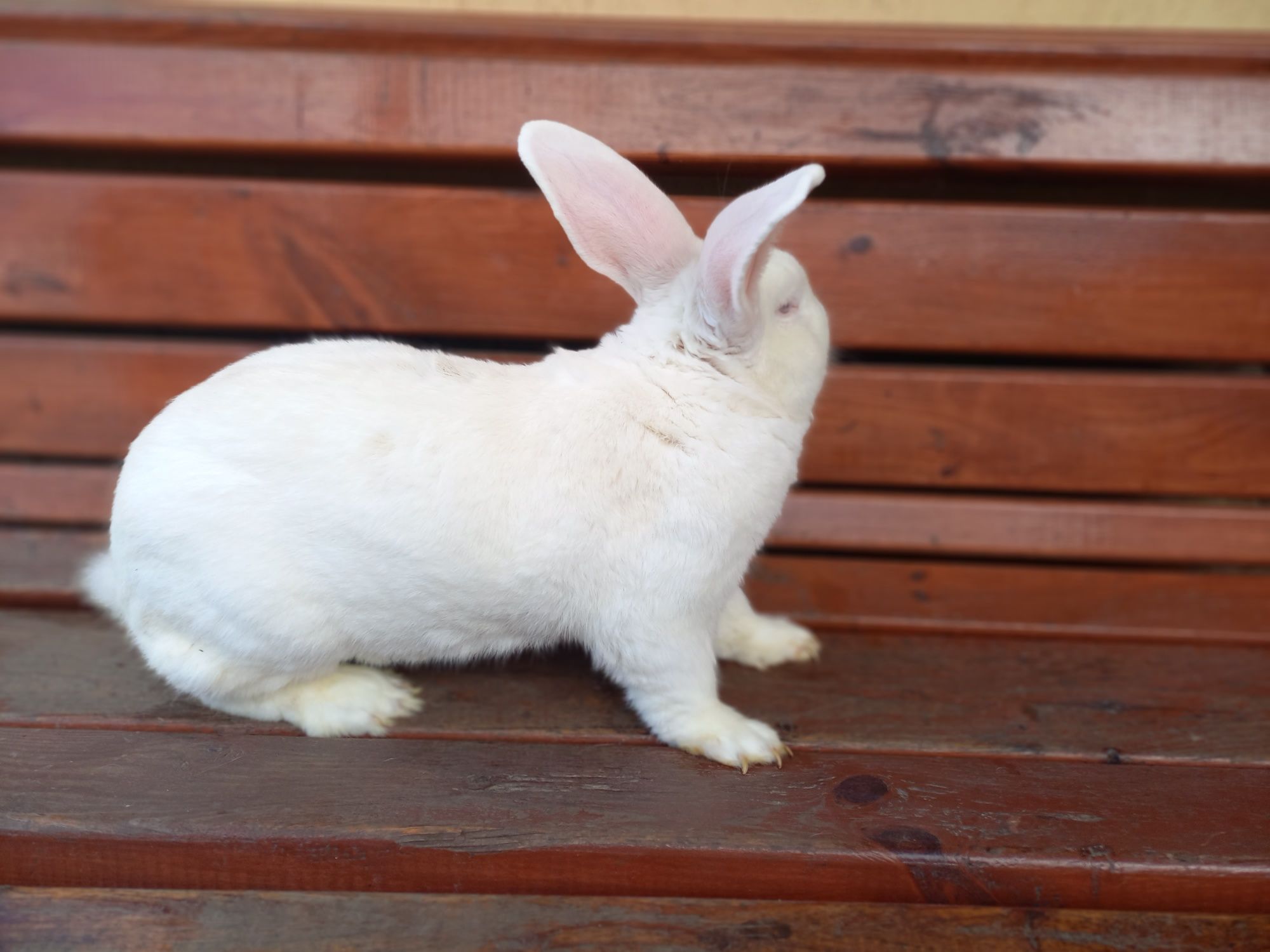 Продам кролі породи термонська а також бургундці. Також мясо