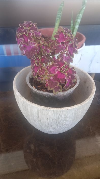 Plantas naturais interior e exterior