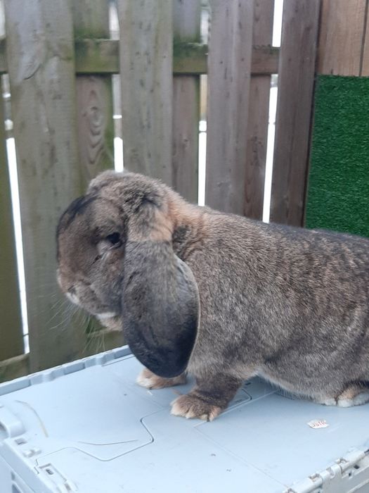 Samice Francuski Baran Szary po ocenach