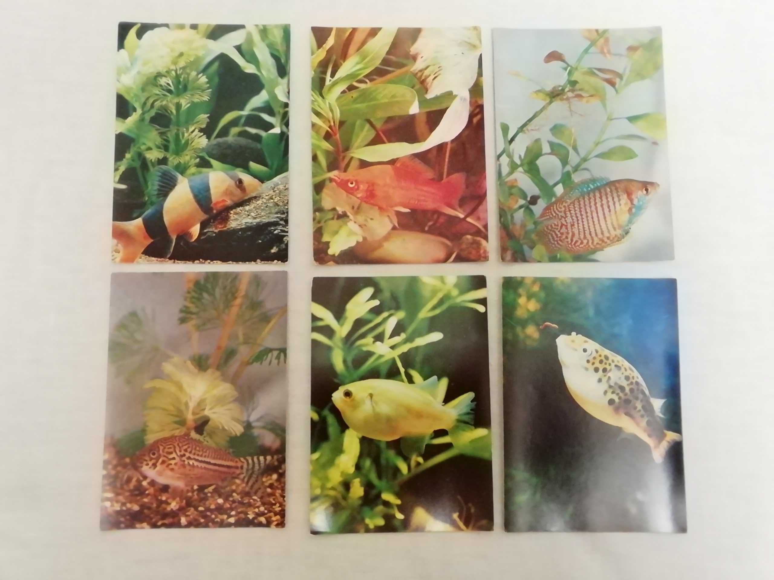 Пестрый мир аквариума разведение аквариумных рыб набор открыток 25 шт