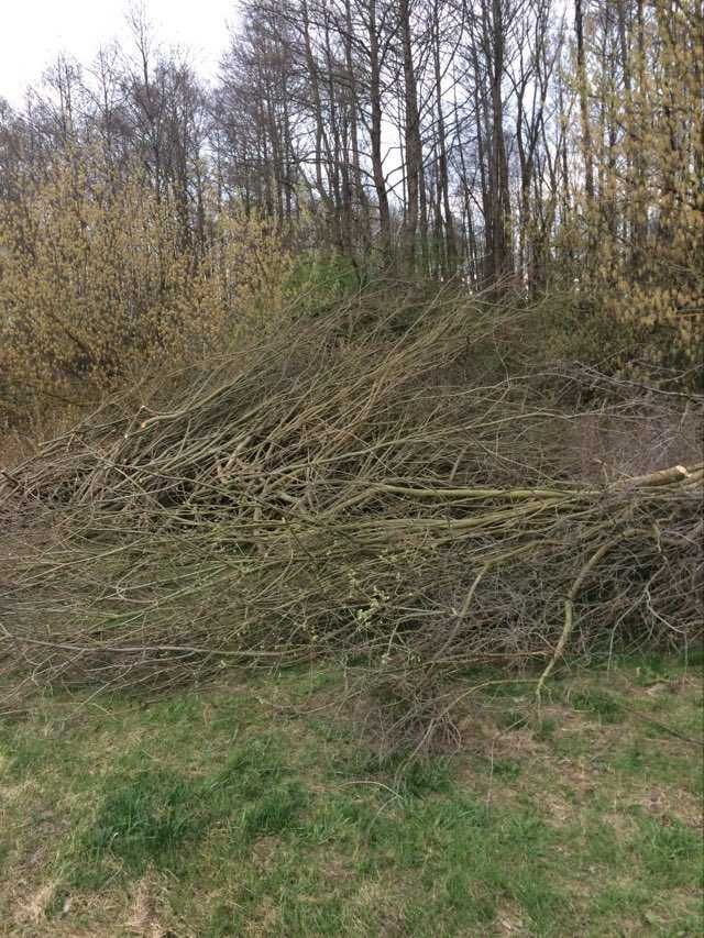 Gałęzie za darmo