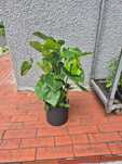 Monstera Deliciosa d19 h80