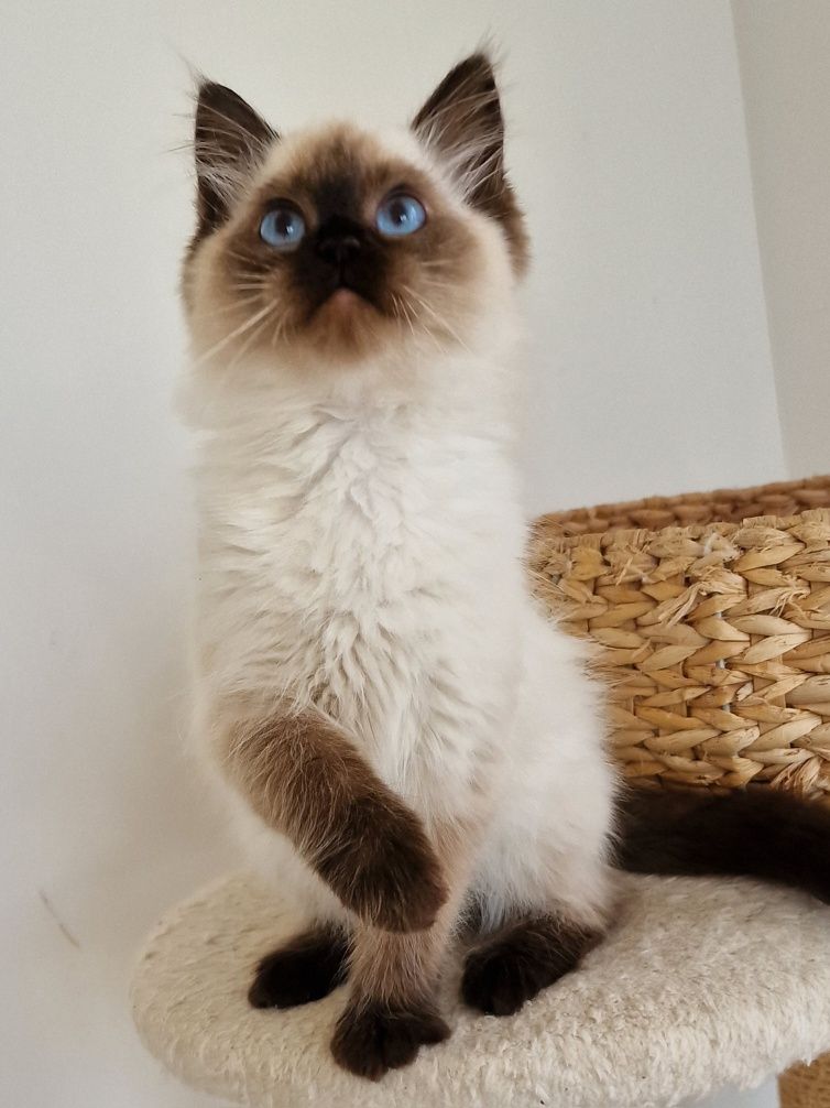 Kocurek ragdoll z rodowodem.