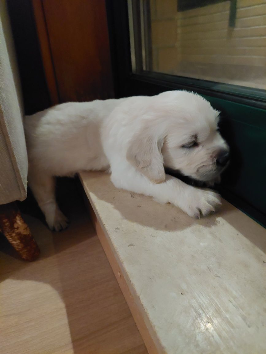 Golden Retriever