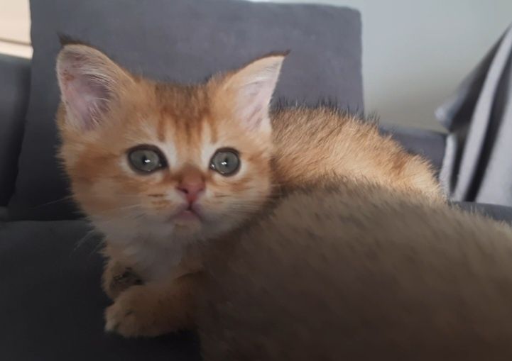 Хлопчик золота шиншила