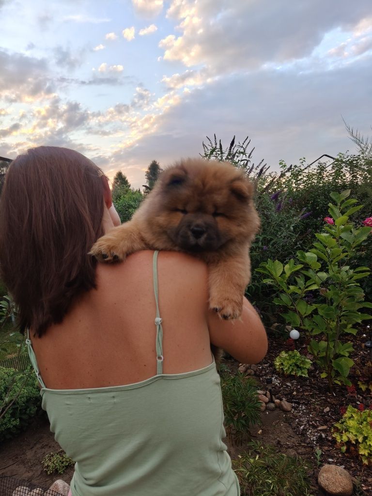 Chow Chow ZKwP FCI
