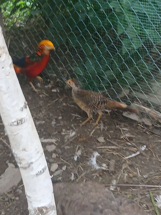 Молодий Золотий фазан