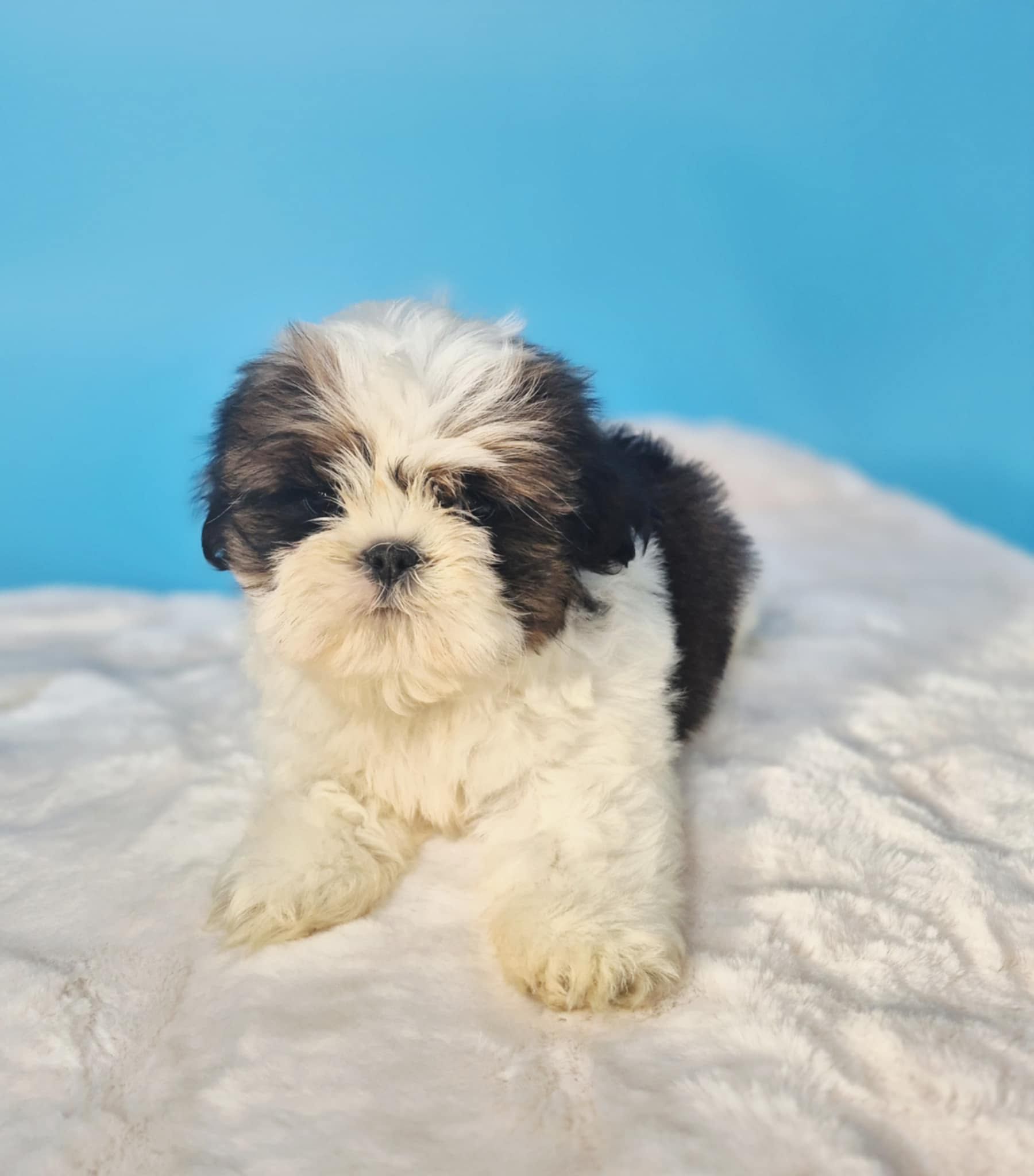 Shih Tzu samiec gotowy do odbioru