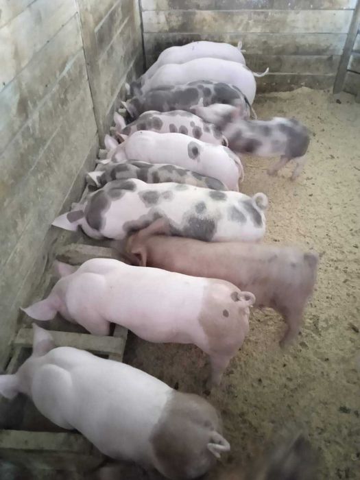 Продам поросята різних порід