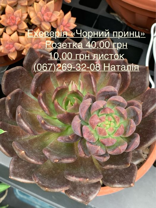 Ехеверія види. Ечеверія.