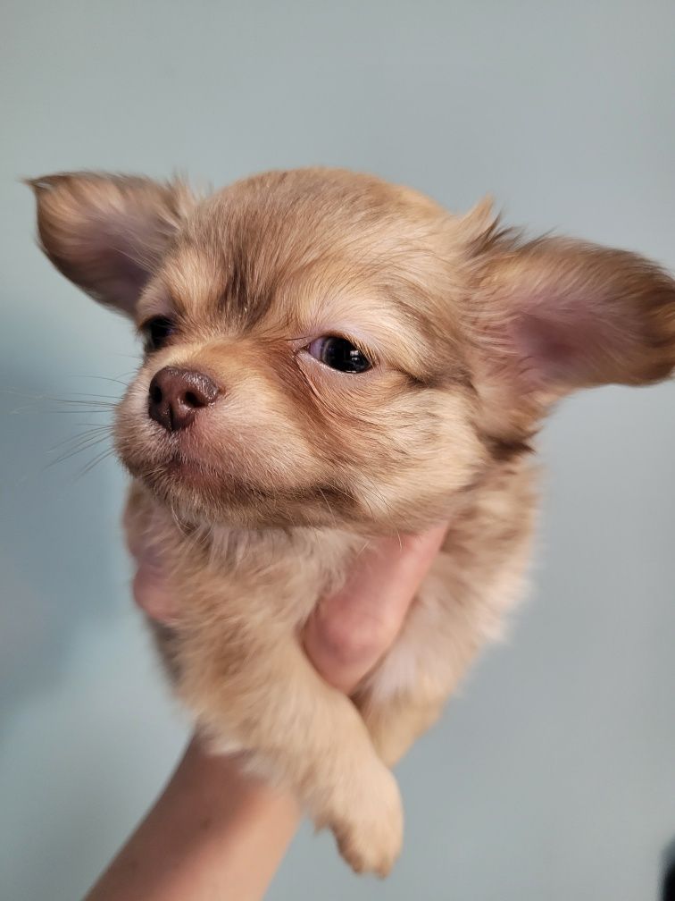 Chihuahua dziewczynka Beti