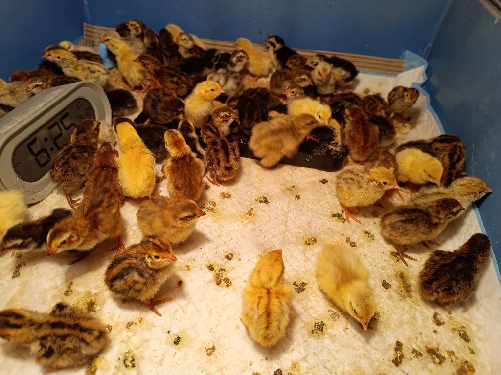 Pisklęta przepiórki