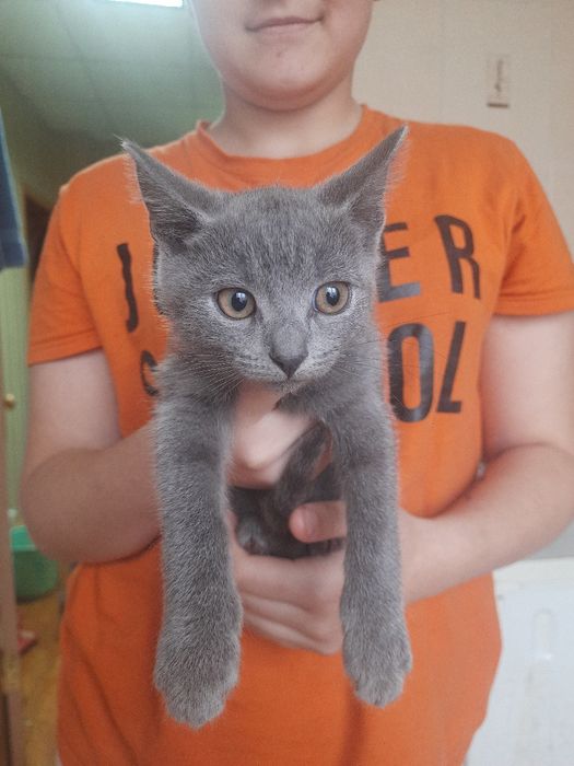 Кошенята на Мальованці!