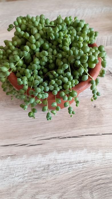 Хрестовик Роулі суккулент, очиток Моргана  алоє тигрове