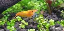 Krewetki Neocaridina Orange