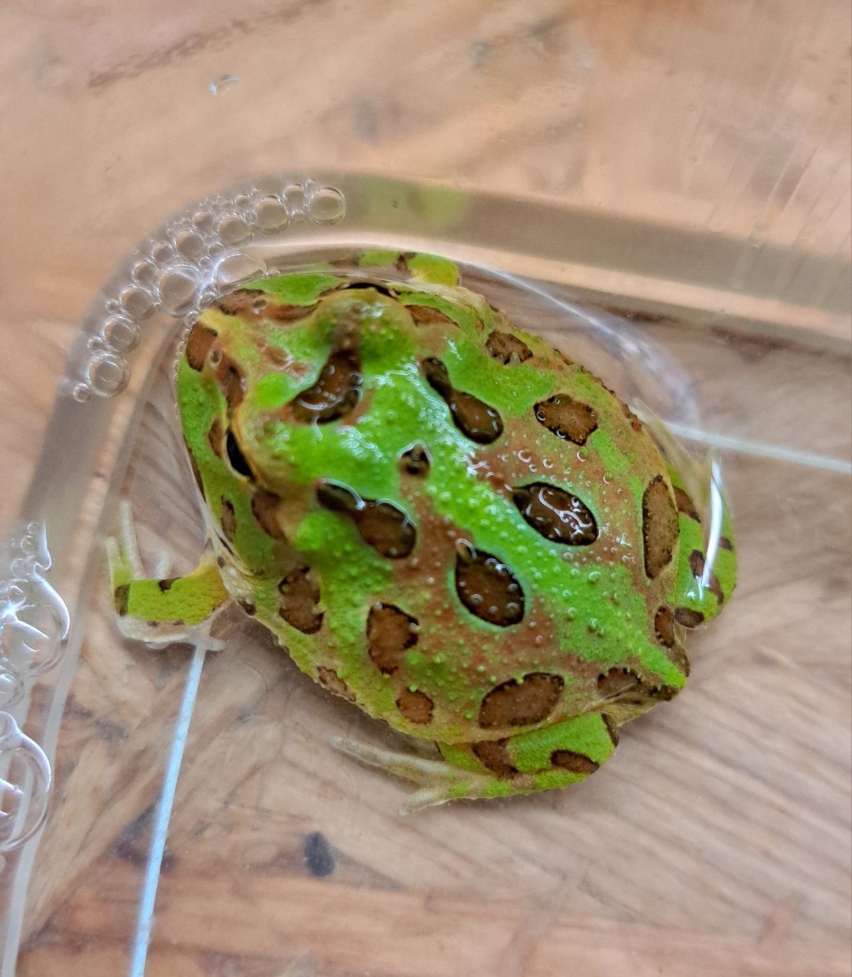 Żaba rogata / Ceratophrys cranwelli / Płazy