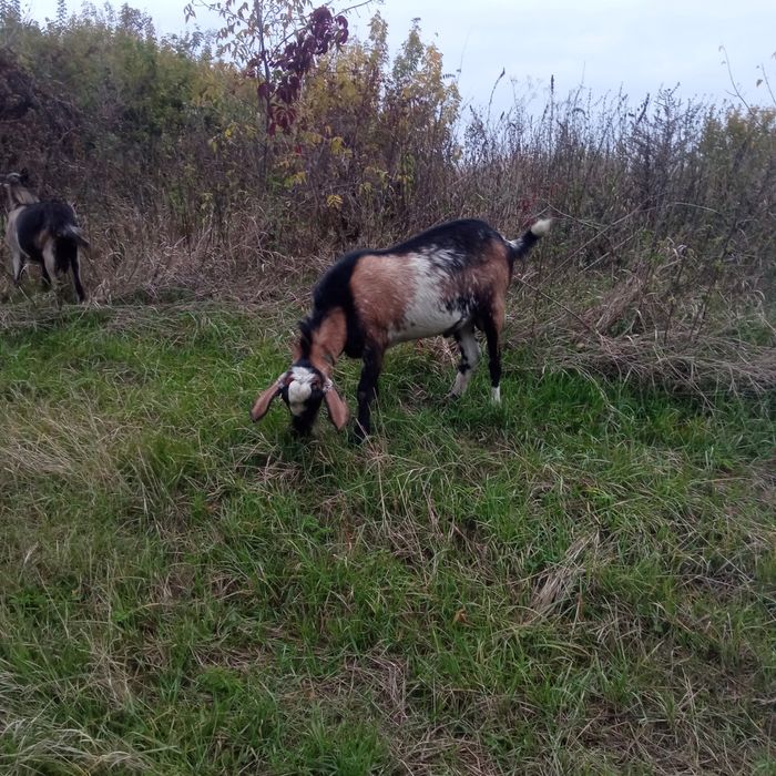 Продам або обміняю стадо кіз