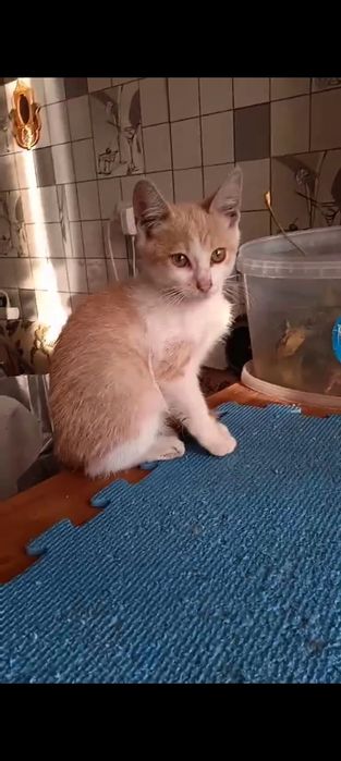 Шукаю хорошу родину