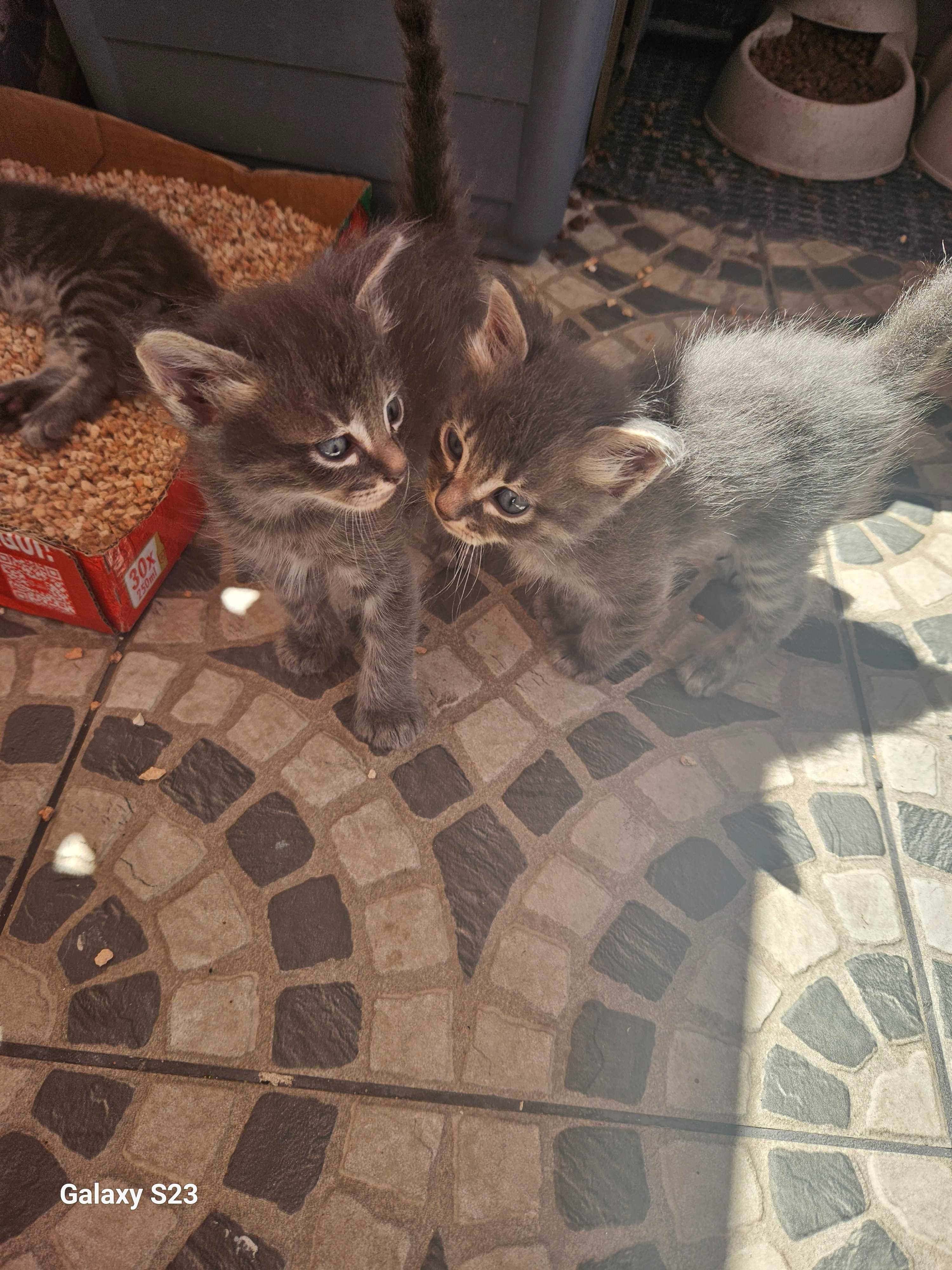 Gatinhos para adopção responsável