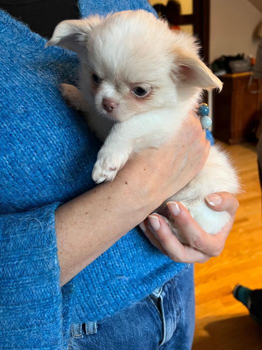 Chłopiec długowłosy FCI