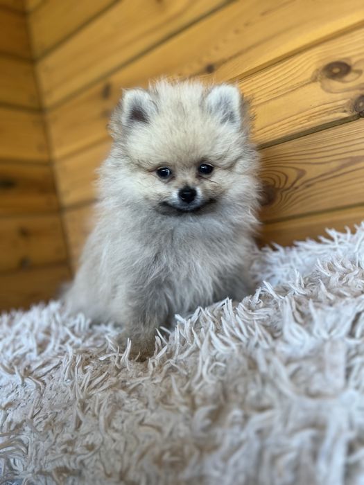 Pomeranian Szpic Miniaturowy