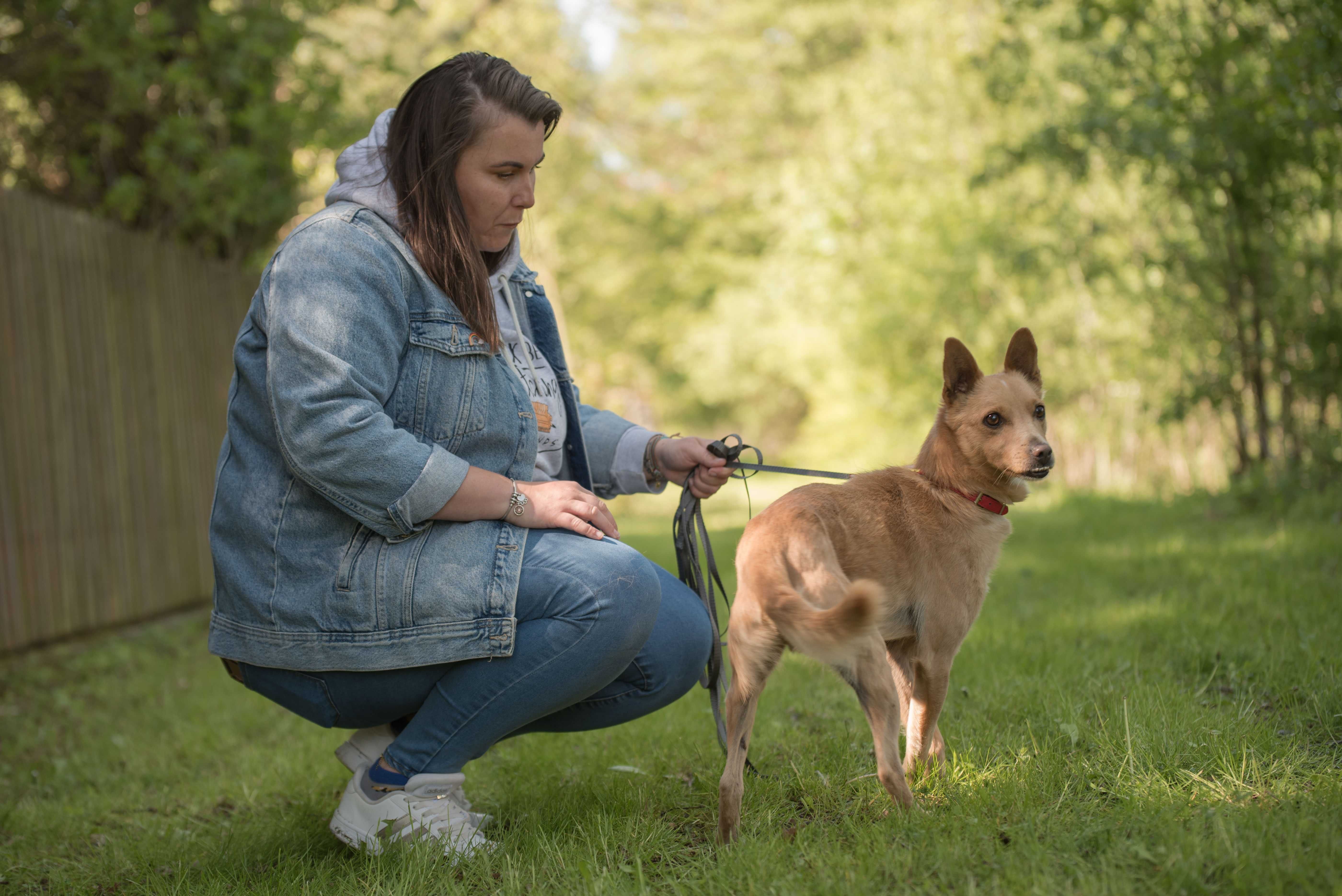 Śliczny mały Tufi poleca się do adopcji - słodki rudy psiak
