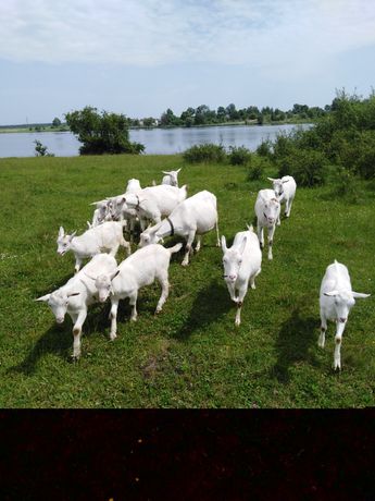 Продаються Зааненські кози