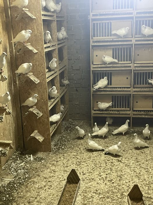 Gołębie jasne cały lot