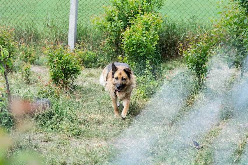 Mafia suczka owczarek niemiecki ADOPCJA