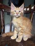 Maine coon rodowód FPL