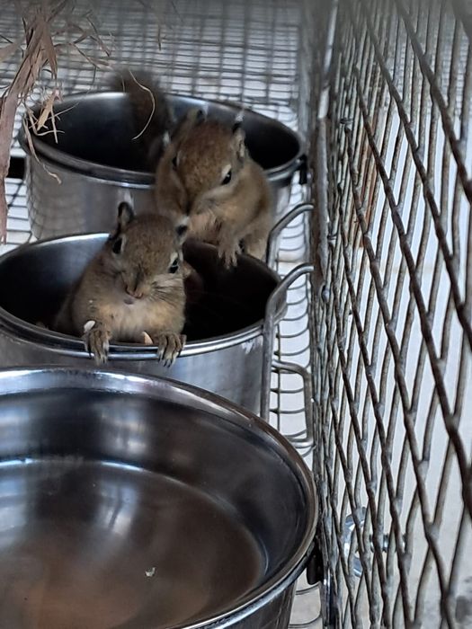 Esquilos tamiops swinhoei