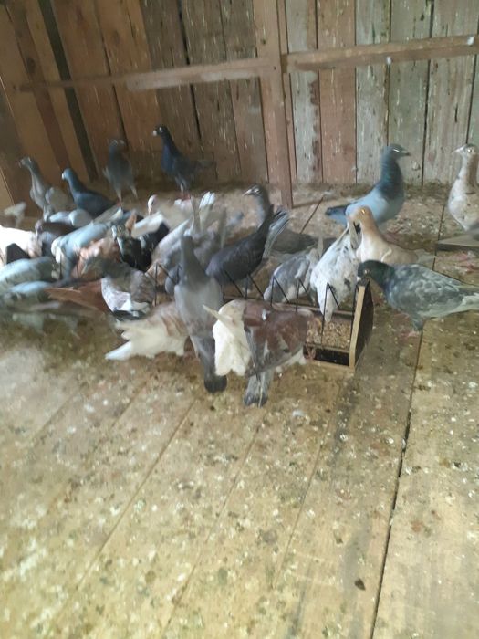 Sprzedam gołębie